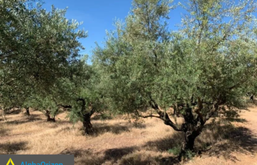 Αγροτεμάχιο 16300 τ.μ., Κέντρο, Ανδρούσα, €60.000