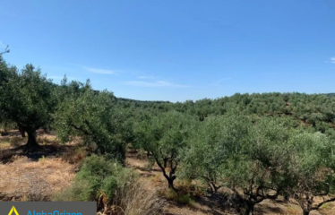 Αγροτεμάχιο 16300 τ.μ., Κέντρο, Ανδρούσα, €60.000