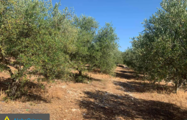 Αγροτεμάχιο 20000 τ.μ., Δραΐνα, Τρίκορφο, € 70.000