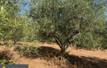 Αγροτεμάχιο 20000 τ.μ., Δραΐνα, Τρίκορφο, € 70.000