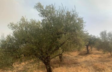 2 ελαιοπεριβολα Δραΐνα