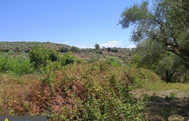 Αγροτεμάχιο, Πολύλοφος (Ανδρούσα)