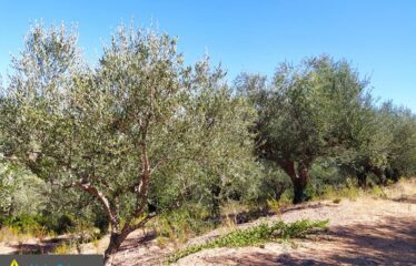 αγρόκτημα στο Νερόμυλο 6,5στρμ