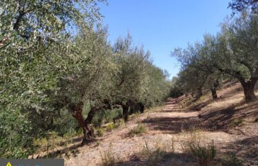 αγρόκτημα στο Νερόμυλο 6,5στρμ