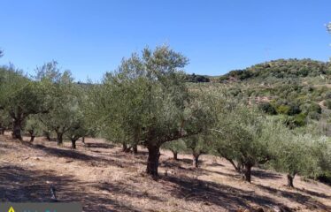 αγρόκτημα στο Νερόμυλο 6,5στρμ