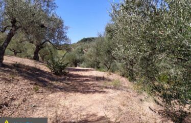 αγρόκτημα στο Νερόμυλο 6,5στρμ