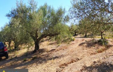 αγρόκτημα στο Νερόμυλο 6,5στρμ