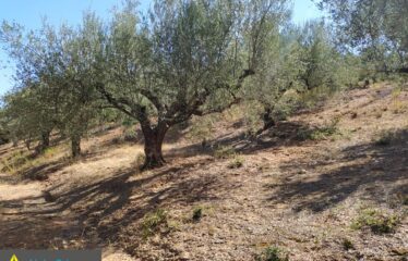 αγρόκτημα στο Νερόμυλο 6,5στρμ