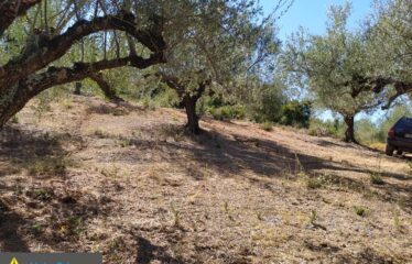 αγρόκτημα στο Νερόμυλο 6,5στρμ