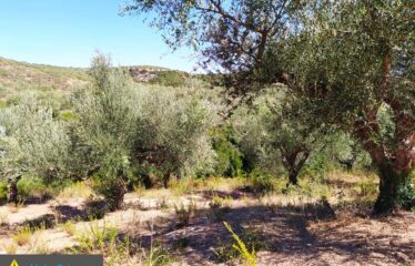 αγρόκτημα στο Νερόμυλο 6,5στρμ