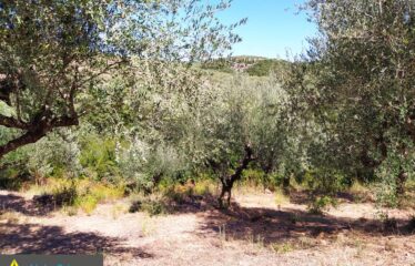 αγρόκτημα στο Νερόμυλο 6,5στρμ