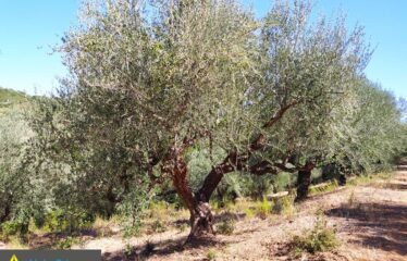 αγρόκτημα στο Νερόμυλο 6,5στρμ