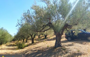 αγρόκτημα στο Νερόμυλο 6,5στρμ
