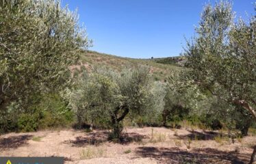 αγρόκτημα στο Νερόμυλο 6,5στρμ