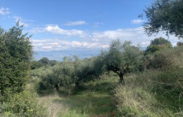 Αγροτεμάχιο Πεταλίδι