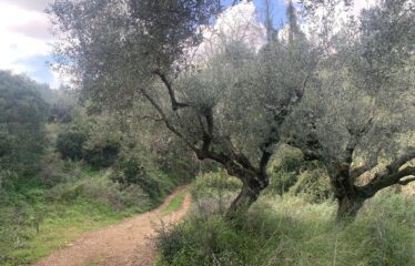 Αγροτεμάχιο Πεταλίδι