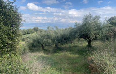 Αγροτεμάχιο Πεταλίδι