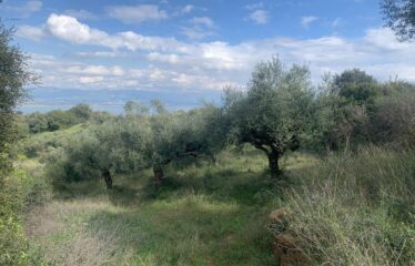 Αγροτεμάχιο Πεταλίδι