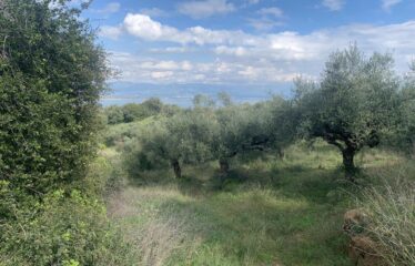 Αγροτεμάχιο Πεταλίδι