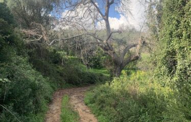 Αγροτεμάχιο Πεταλίδι