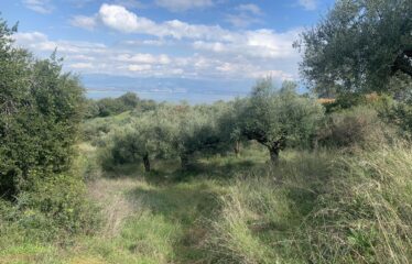 Αγροτεμάχιο Πεταλίδι