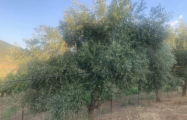 Αγροτεμάχιο Μελιγαλά