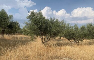 ΑΓΡΟΤΕΜΑΧΙΟ ΔΑΡΑ
