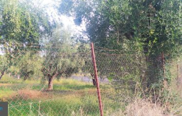 ΟΙΚΟΠΕΔΟ ΑΝΑΛΗΨΗ