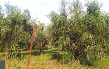 ΟΙΚΟΠΕΔΟ ΑΝΑΛΗΨΗ