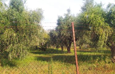 ΟΙΚΟΠΕΔΟ ΑΝΑΛΗΨΗ