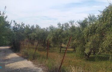 ΟΙΚΟΠΕΔΟ ΑΝΑΛΗΨΗ