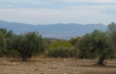Οικόπεδο Βασιλίτσι