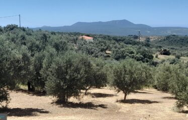 ΟΙΚΟΠΕΔΑ ΧΑΝΔΡΙΝΟΥ