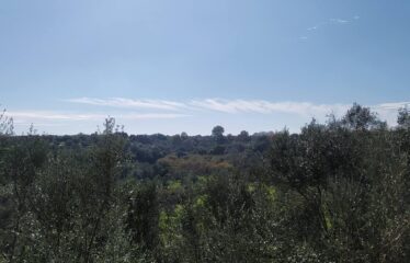 ΜΟΝΟΚΑΤΟΙΚΙΑ ΜΟΣΧΟΧΩΡΙ