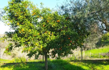 ΜΟΝΟΚΑΤΟΙΚΙΑ ΜΟΣΧΟΧΩΡΙ