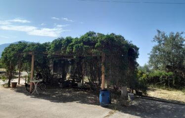 ΜΑΙΖΟΝΕΤΑ ΚΑΛΑΜΑΤΑ