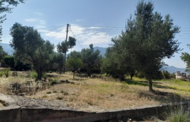 ΜΑΙΖΟΝΕΤΑ ΚΑΛΑΜΑΤΑ