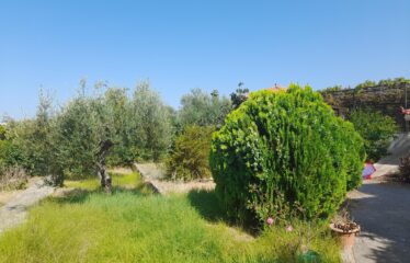 ΜΑΙΖΟΝΕΤΑ ΚΑΛΑΜΑΤΑ