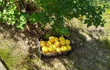 ΜΑΙΖΟΝΕΤΑ ΚΑΛΑΜΑΤΑ