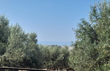 ΜΑΙΖΟΝΕΤΑ ΚΑΛΑΜΑΤΑ