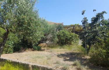 ΜΑΙΖΟΝΕΤΑ ΚΑΛΑΜΑΤΑ