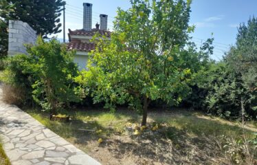 ΜΑΙΖΟΝΕΤΑ ΚΑΛΑΜΑΤΑ