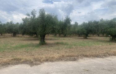 Οικόπεδο Αντικαλαμος