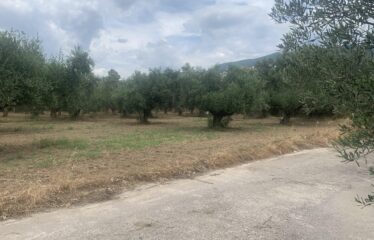 Οικόπεδο Αντικαλαμος