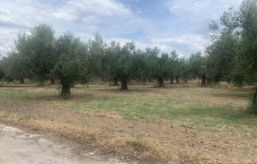 Οικόπεδο Αντικαλαμος