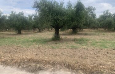 Οικόπεδο Αντικαλαμος