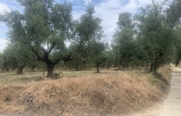 Οικόπεδο Αντικαλαμος