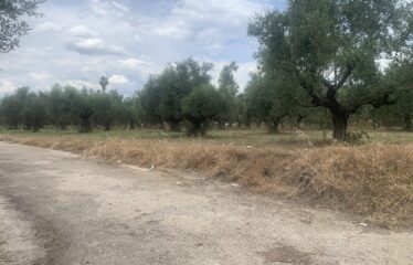 Οικόπεδο Αντικαλαμος