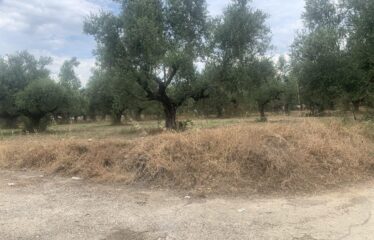 Οικόπεδο Αντικαλαμος