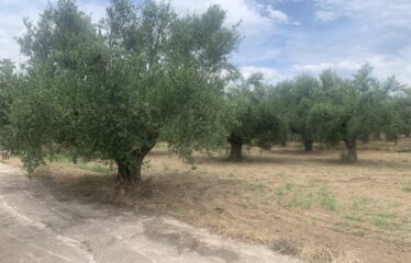 Οικόπεδο Αντικαλαμος